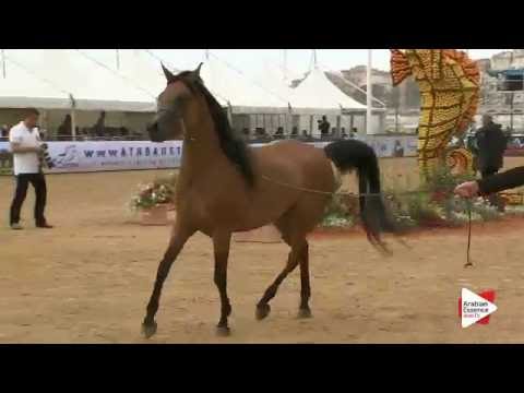 N.65 JOSEPH'S VIOLETTA - Menton 2016 - Mares 4-6 years old (Class 4)