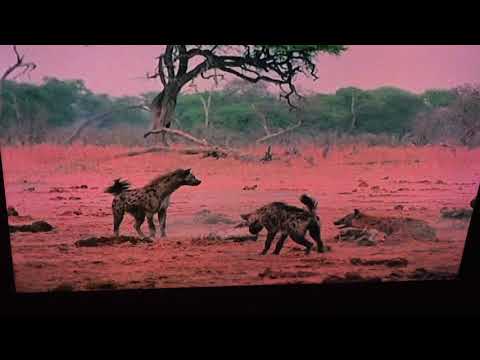 Male spotted hyenas baiting a female