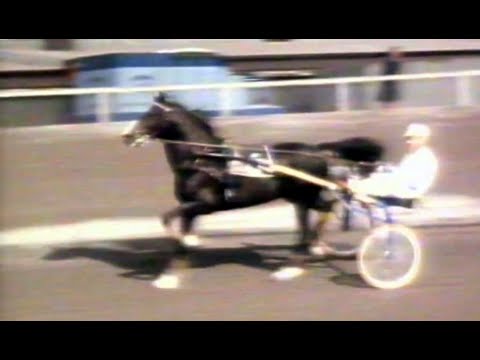 Ideal du Gazeau inför Åby Stora Pris 1983.