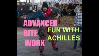Advanced attack pitbull training achilles bulletproof pit bulls bite k9 pitbulls