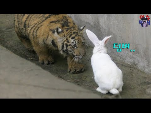 , title : '동물원에서 살아있는 토끼를 아기 호랑이에게 먹이로 던져줬는데, 갑자기 토끼가....'