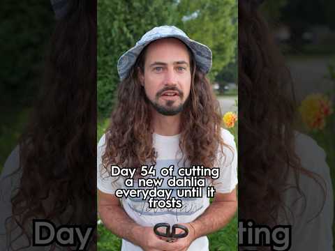 Day 54 cutting a new dahlia everyday until it frosts