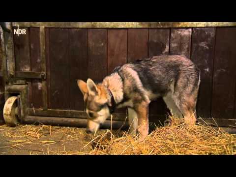 Der XXL Ostfriese: Nur das Beste Hoffest mit Zumba