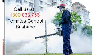 Pest Controllers in Brisbane