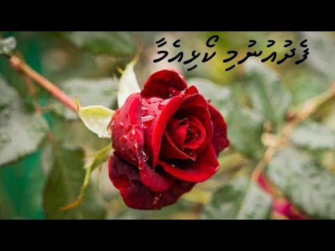 Old is Gold - FedhuUnimi Koalhi Emaa : NaifaruDhohokkobe