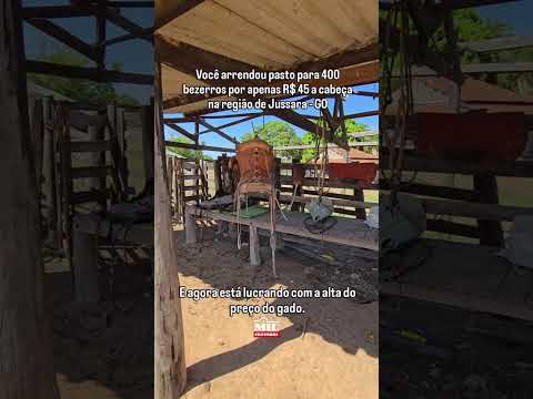 Fazenda para arrendamento de pasto co 40 alqueires | Região de Jussara-GO  #fazendaavenda