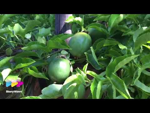 How to Hand Pollinate Passion Fruit Flowers…