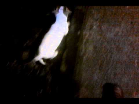 Entrevista a la dueña del perro del crimen (detras de camaras)