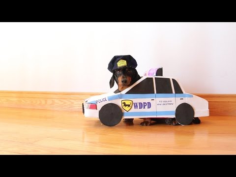 Dachshund Cops & Robbers Compilation!