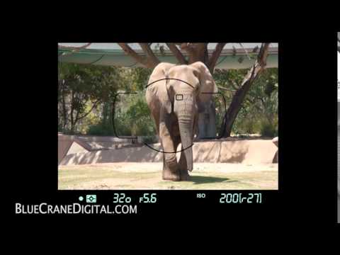 Introduction to the Nikon D750: Basic Controls