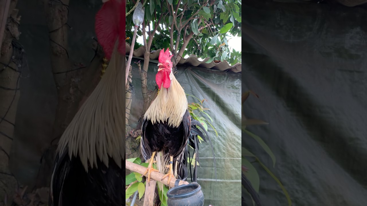 Maria where are you? Come get your bird! #maria #names #chicken #poultry #hen#chicken #59