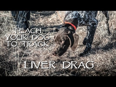 Teach Your Dog To Track Step 1 - Liver Drag