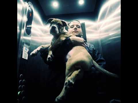 Danny Maroc Ft. Nico Sereba, Pumba & Jonas Benyoub - Ruller