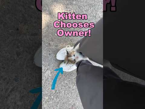 Accidentally Adopting A Kitten!!