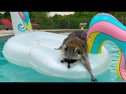 Raccoon Swimming in Backyard Pool
