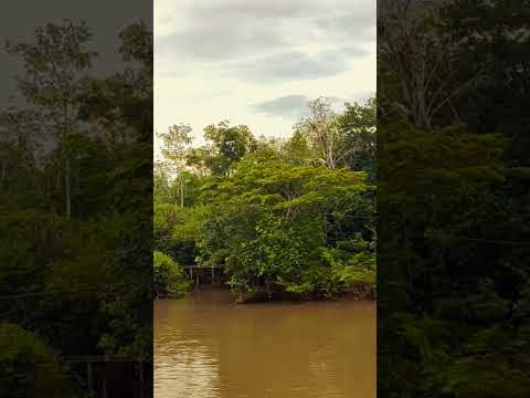 Comunidade Santana, Reserva Extrativista do Rio Cajari, município de Vitória do Jari -AP