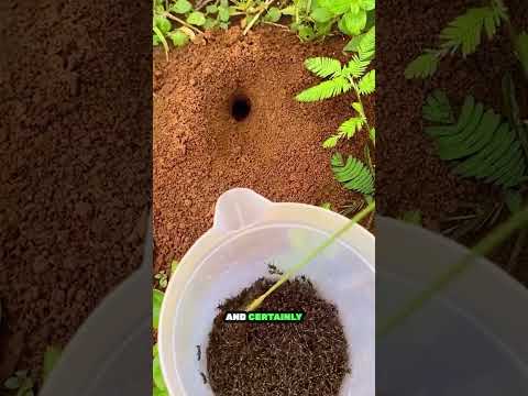 Wow! Using Ants to Catch a Big Grasshopper!