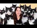 9 Facts You Didn T Know About Tuxedo Cats
