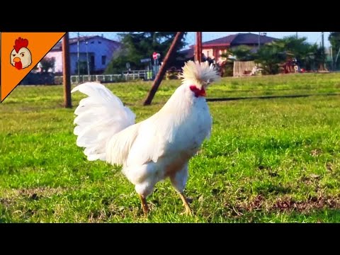 , title : 'White Polverara Chicken Breed - Chicken Videos - Relaxing Animal Videos'