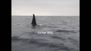 orca no dolphine grande