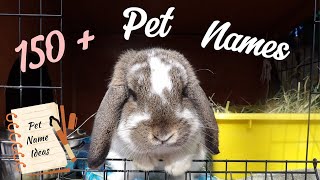 150 + Pet Name Ideas!