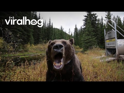 Trapped Grizzly is Grouchy || ViralHog