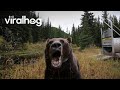 Trapped Grizzly Is Grouchy ViralHog