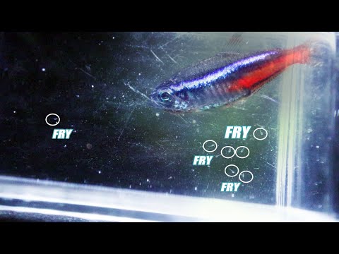 Breeding Neon Tetras in A Jar Part 3-Success!!