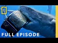 Game Of Sharks Ultimate Face Off Full Episode Sharkfest National Geographic