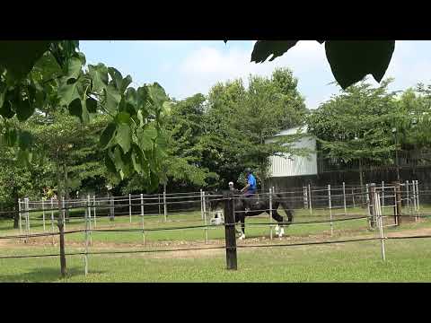 幸福山丘 2025 0611 馬匹基礎騎乘 Chester