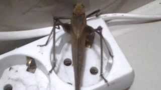 Download lagu The sound of grasshopper mp3