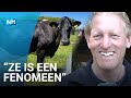 Koe Rita 94 geeft belachelijk veel melk