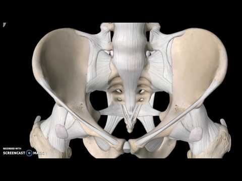 Pelvis Anatomy Tutorial (Ligaments)