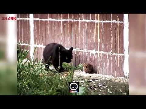 HoodRat Vs Ghetto Cats (Funny Voiceover)