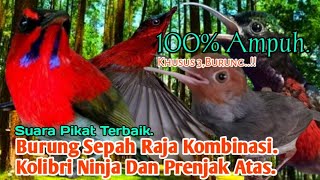 Download lagu SUARA PIKAT,‼️ BURUNG SEPAH RAJA KOMBINASI KOLIBRI NINJA DAN PRENJAK ATAS.. mp3