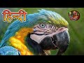 Everything About Macaw In Hindi Large Parrots