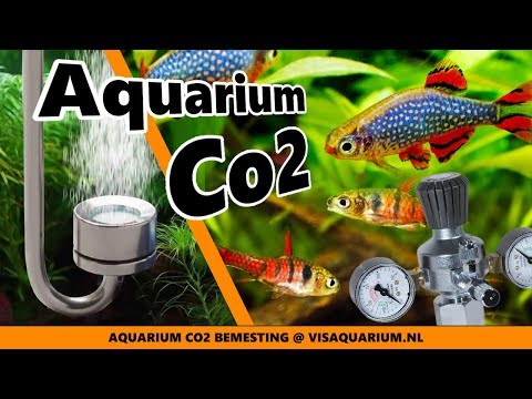 verbannen Betreffende aanvaardbaar Aquarium Co2 voor plantengroei