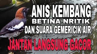 Download lagu anis kembang betina nritik disertai suara gemericik air untuk terapi !!! mp3
