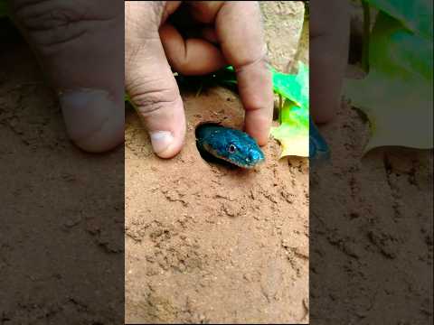 desert black snake trap in to the fingers । #birds #shorts #snake