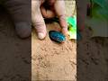 Desert Black Snake Trap In To The Fingers Birds Shorts Snake