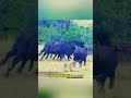 The Deadly Game Between The Lion And The Cow