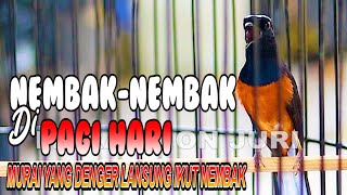 Download lagu TEMBAKAN TAJAM MURAI BATU BONGKAR ISIAN, PANCINGAN MURAI BATU YANG MACET JADI EMOSI mp3 Download lagu TEMBAKAN TAJAM MURAI BATU BONGKAR ISIAN, PANCINGAN MURAI BATU YANG MACET JADI EMOSI mp3