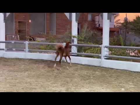 Aali Rihaab (Aali Farid X VALENTINA PPA)