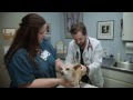 Research Boulevard Pet Bird Hospital Short Austin TX