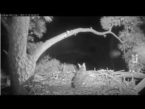 Great Horned Owls perform a  duet in Savannah 12/10/21