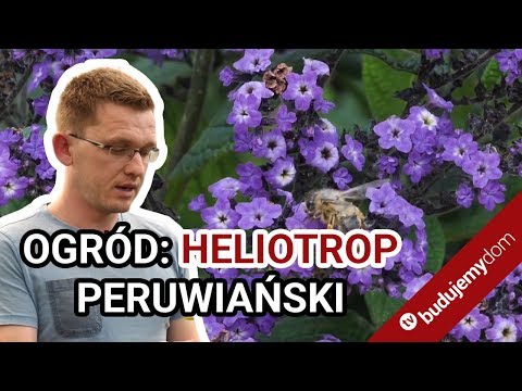 Heliotrop peruwiański - fiolety i zapach wanilii w ogrodzie!