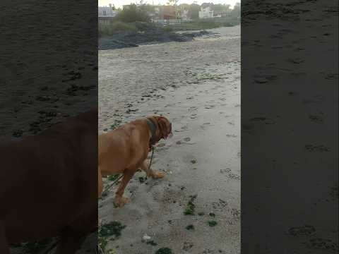 🌴⚓🐶🍃🎵🎶