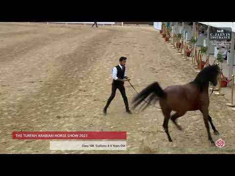 N.259 TAMMAM ATHBAH - The Turfah Arabian Horse Show 2023 - Stallions 4-6 Years Old (Class 10B)