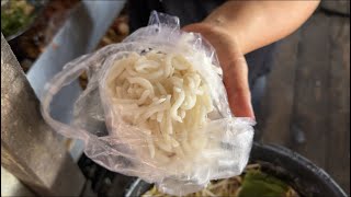 Download lagu MIE CENDOL INI 20 RIBU TERNYATA DI WARUNG AMOI ! mp3 Download lagu MIE CENDOL INI 20 RIBU TERNYATA DI WARUNG AMOI ! mp3