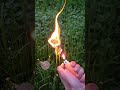 Slow Motion Dandelion Burning  #slowmotion #dandelions  #awesome